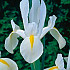 Iris Hollandica White Excelsior 8/9