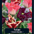 Tulipa Crown Garden x20 12/+