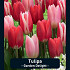 Tulipa Garden Delight x20 12/+