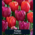 Tulipa Powerful x20 12/+
