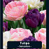 Tulipa Sensation x20 12/+