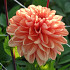 Tulipa Orange King 12/14