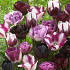 Tulipa Pink Blues 12/14
