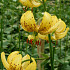 Tulipa/Narcissus Golden Morning 	12/+ 14/16 12+