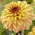 Dahlia Ball Gelia x 1 I I