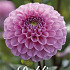 Dahlia Ball Veerle x1 I I