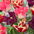 Tulipa Crown Garden 12/14