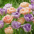 Tulipa Sky Colour 12/14
