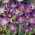 Crocus Chrysanthus Whitewell purple x15 5/6