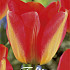 Tulp Darwin American Dream x10 12/+