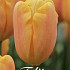 Tulp Triumph Bellville x10 12/+