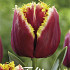 Tulp Fringed Mercure x7 12/+