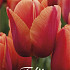 Tulp Darwin Miss Brandy x7 12/+