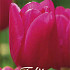 Tulp Triumph Pink Ardour x10 12/+