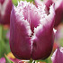 Tulp Fringed San Martin x7 12/+