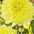 Dahlia American Sun x1 I .