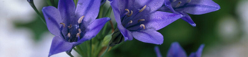 Triteleia