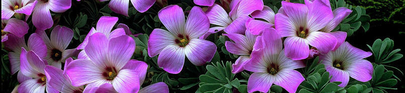 Oxalis