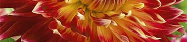 Dutch Value Spring