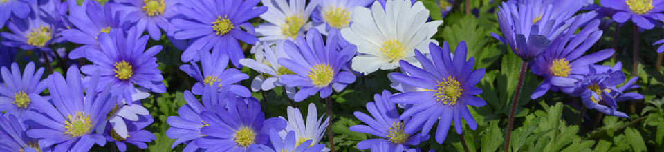 Anemone